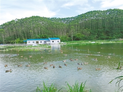 江门实践 探寻农村水污染生态治理的成功之道